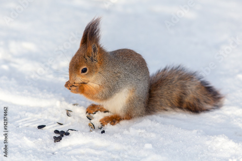 squirrel eating sunflower seeds © Maslov Dmitry