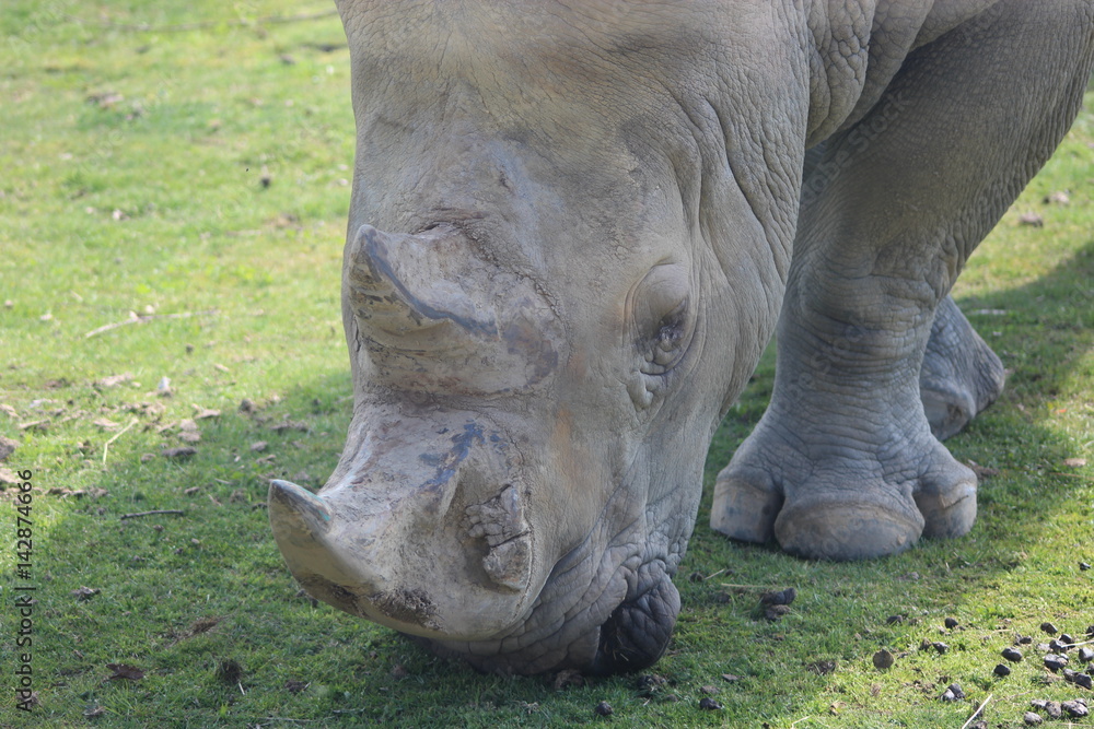 Obraz premium rhinoceros