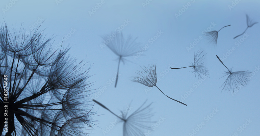Naklejka premium Dandelion sylwetka puszysty kwiat na błękitnym zmierzchu niebie