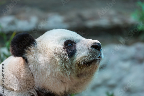 Fototapeta Naklejka Na Ścianę i Meble -  Panda