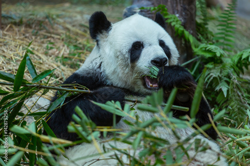 Fototapeta Naklejka Na Ścianę i Meble -  Panda