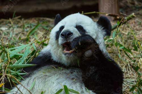 Fototapeta Naklejka Na Ścianę i Meble -  Panda