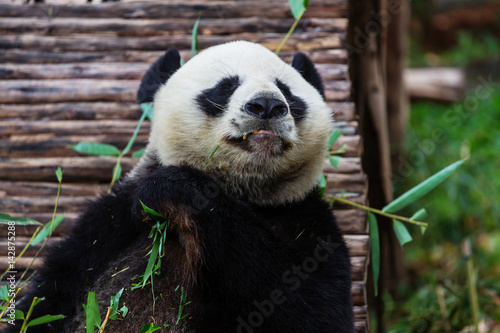 Fototapeta Naklejka Na Ścianę i Meble -  Panda