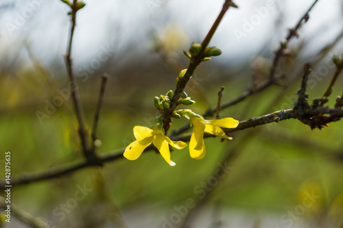 Frühlingsblumen photo