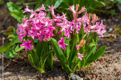 Frühlingsblumen