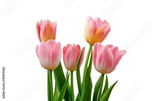 Bouquet of five pink tulips isolated on a white background.
