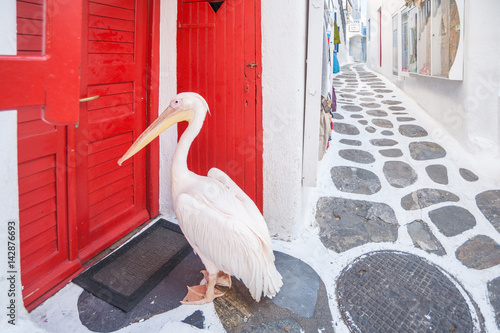 Fotografía Pelican walking around on Mykonos, Greece