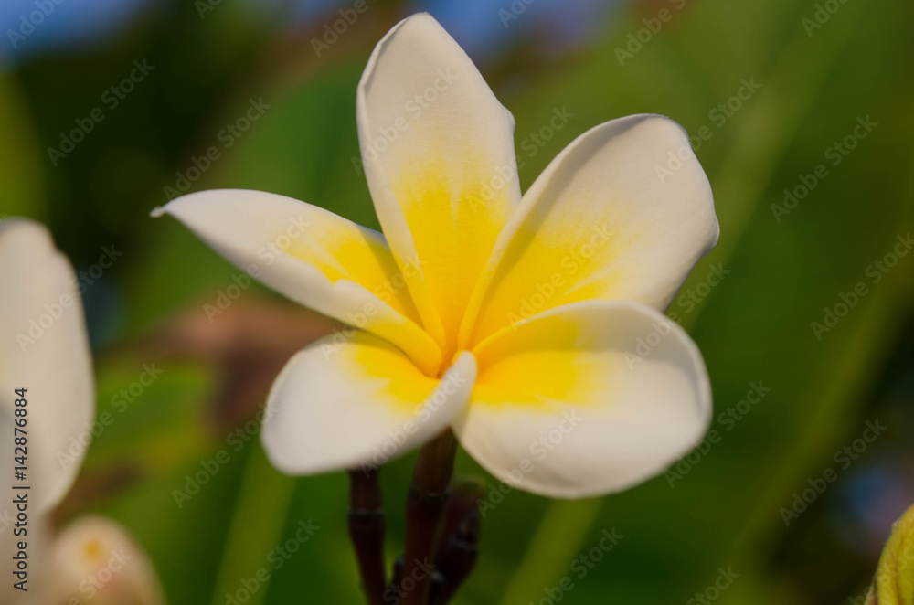 Obraz premium Spring floral background with white plumeria flowers on a sunny day