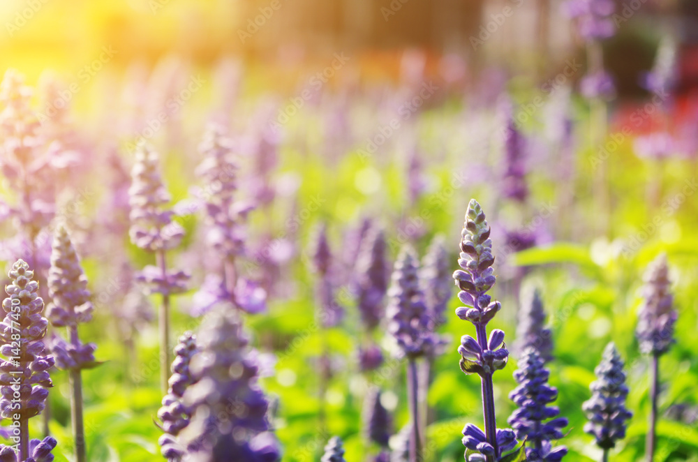 Obraz premium Flower in the morning garden.