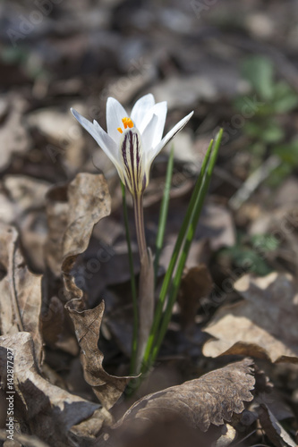 Saffron bloomed first