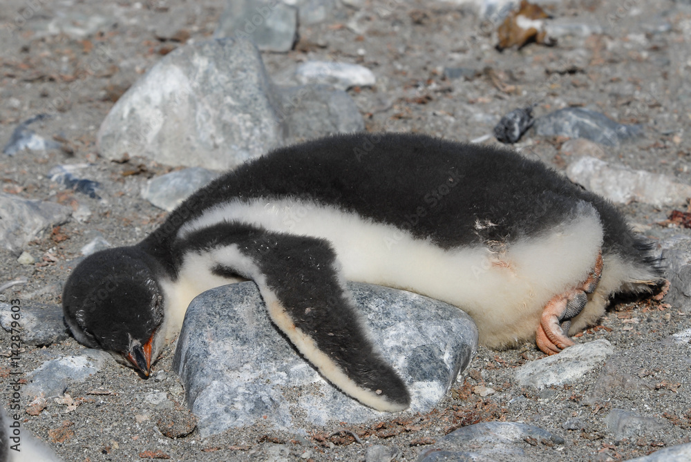 Fototapeta premium Gentoo Penguin chick lying on the rock