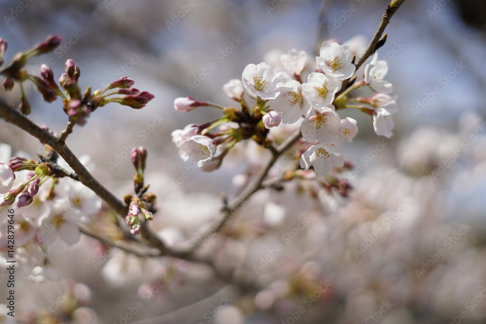 桜 桜