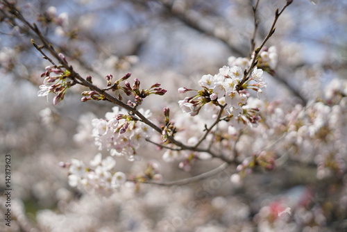 桜