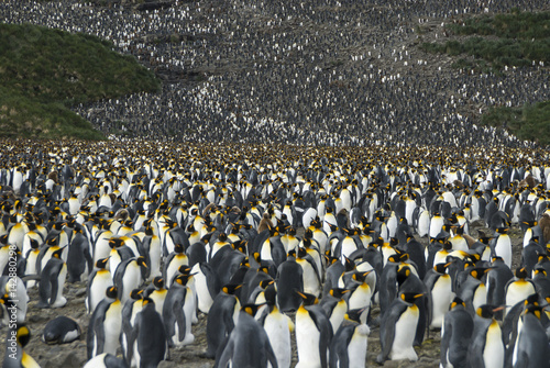 Obraz na plátně King penguins colony at South Georgia