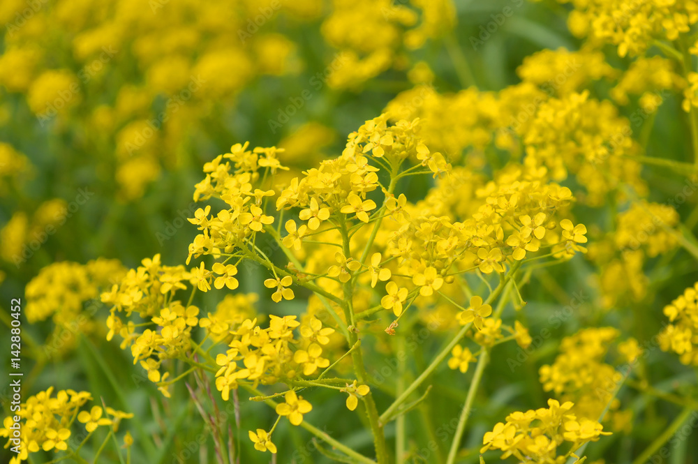 yellow wild flowers on field yellow wild flowers on field