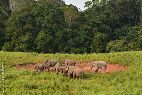 Canvas Print herd of elephants grazing nearing the forrest