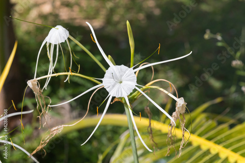 white flower of Hymenocallis
