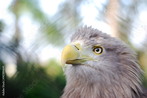 Portrait of a juvenile White-tailed eagle (Haliaeetus albicilla), the call of the eagle