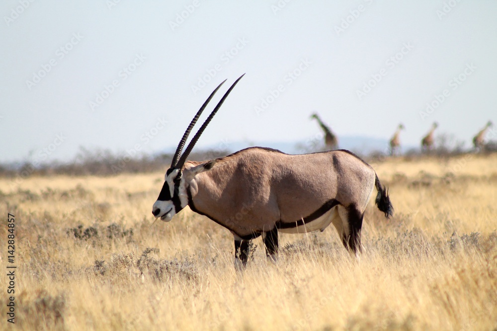 Fototapeta premium Orix