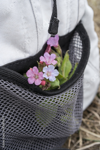 Flowers in a side pocket of a backpack