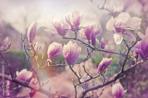 Obraz Kwiat magnolii, piękny kwiat - piękna kwitnąca gałąź magnolii na wiosnę