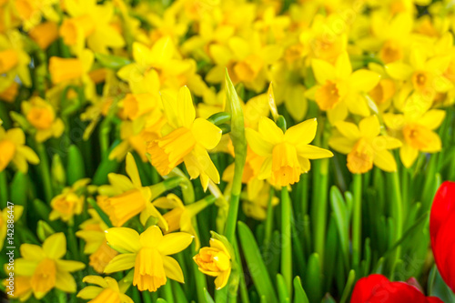 Fototapeta Naklejka Na Ścianę i Meble -  Field of yellow daffodils