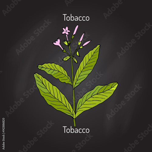 Tobacco plant vector