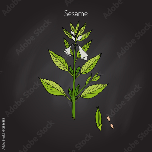 Sesame Sesamum orientale 