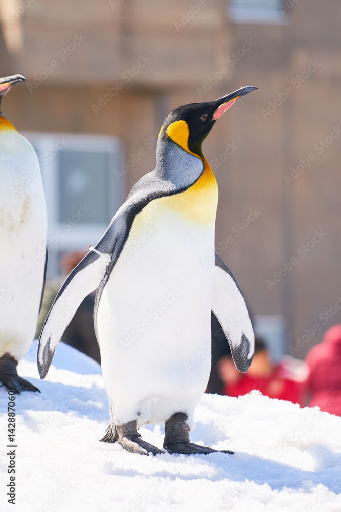 Obraz premium 雪の上のキングペンギン 