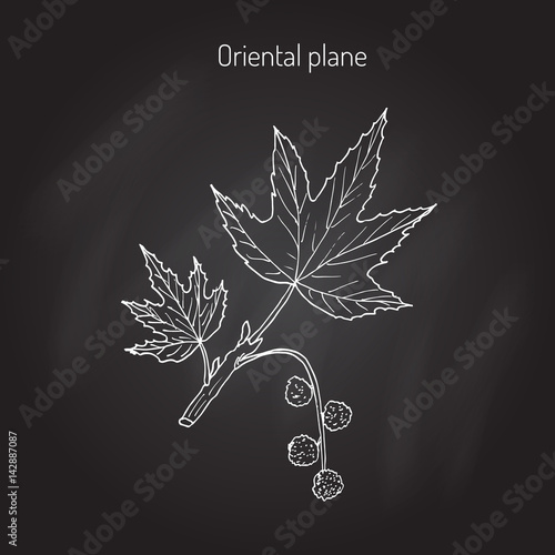 Occidental plane tree