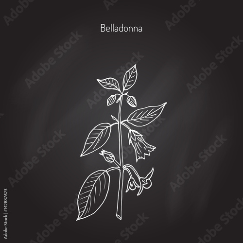 Atropa belladonna, or deadly nightshade
