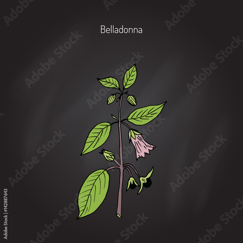Atropa belladonna, or deadly nightshade