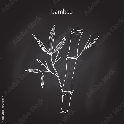 Bamboo branch with leaves photo