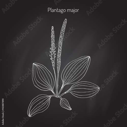 Great plantain. Plantago major - medicinal plant
