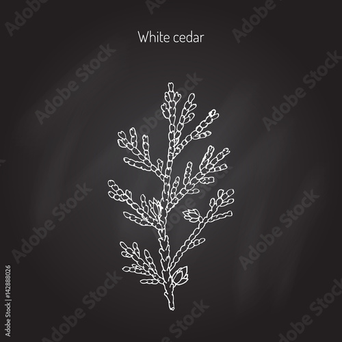 White cedar tree