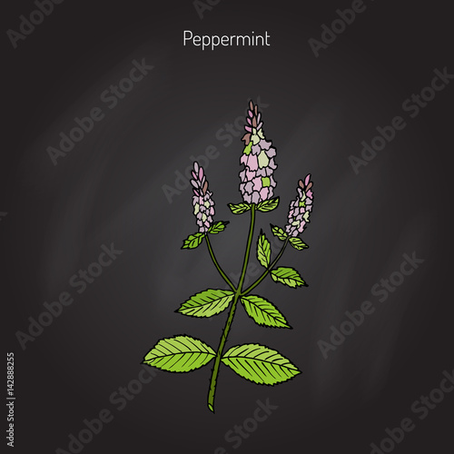 Peppermint culinary herb