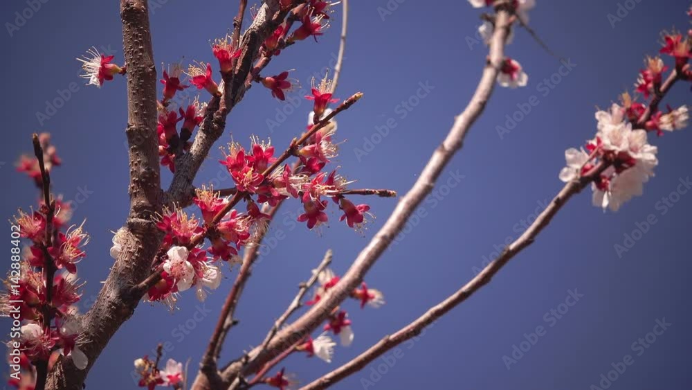 White plum tree blossom branch in the orchard, nature in springtime and agriculture White plum tree blossom branch in the orchard, nature in springtime and agriculture