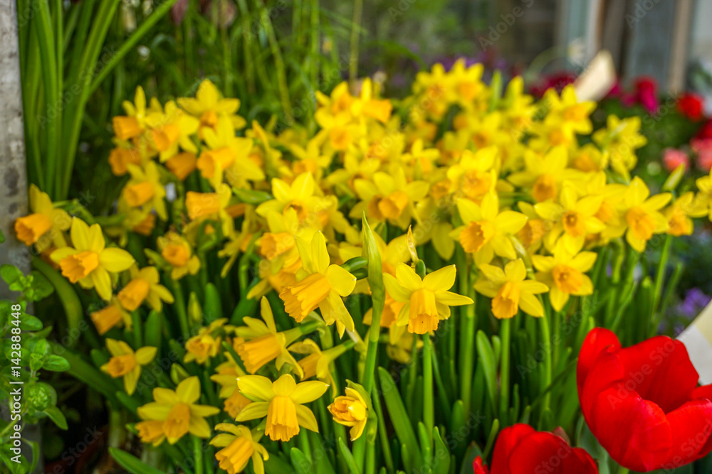 Market with yellow daffodils