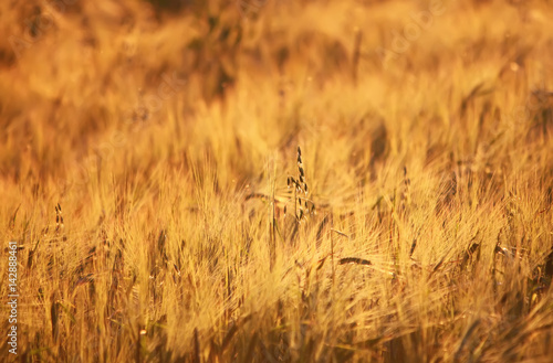 A wheat field in sunlight.