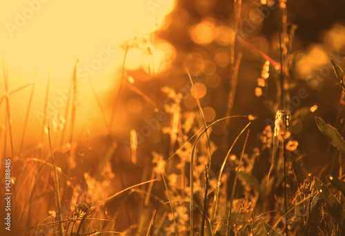 Sunrise over a meadow. Wet grass on the field in the countryside at morning. Vintage filtered photo.
