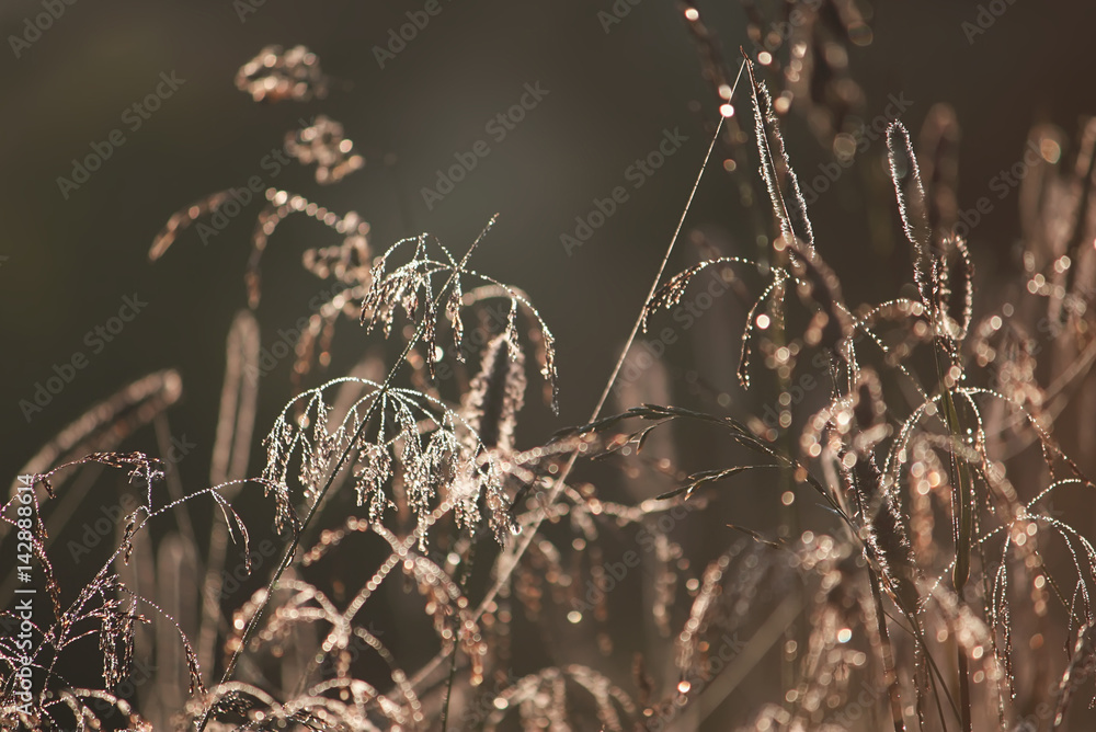 Fototapeta premium Wet grass on the field. Rural landscape with sunrise over a meadow at summer.