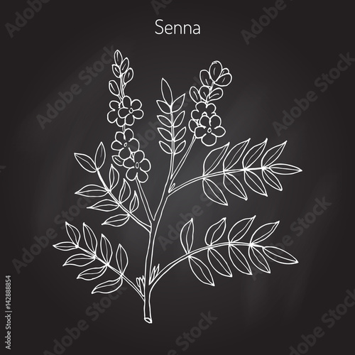 Fototapeta Naklejka Na Ścianę i Meble -  Alexandrian senna plant