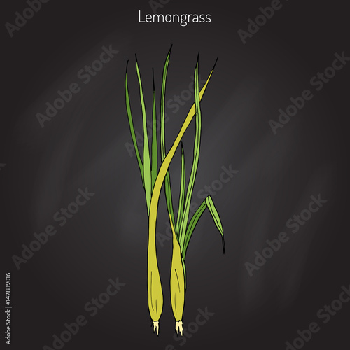 Lemongrass medicinal plant