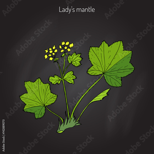 Alchemilla vulgaris, common lady s mantle