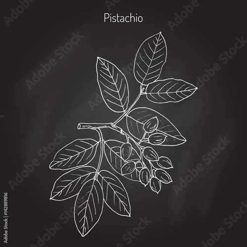 Pistachio Pistacia vera 