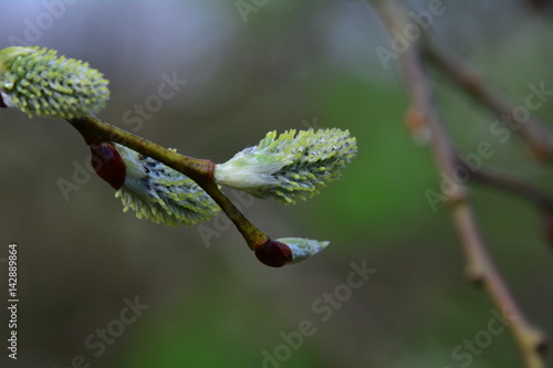 Spring buds of plants