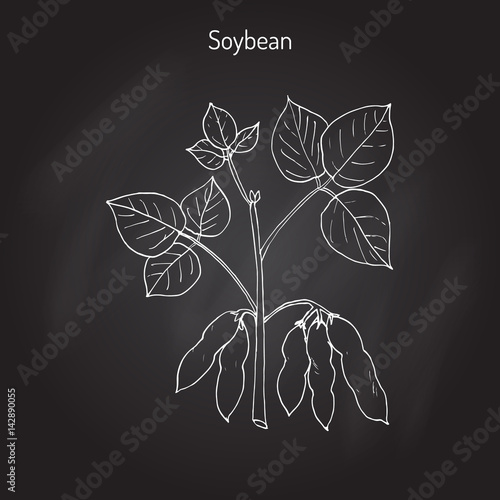 Soybean  or soya bean