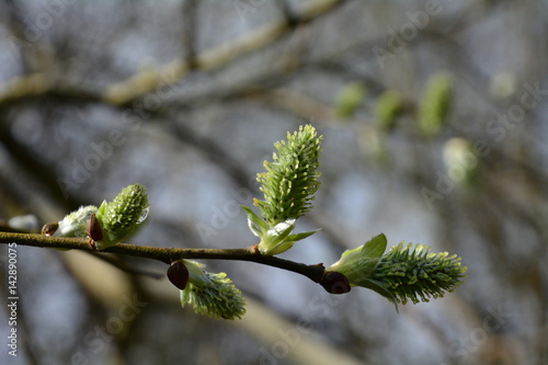 Spring buds of plants