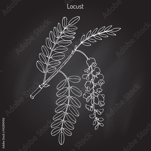 Robinia pseudoacacia, or black locust