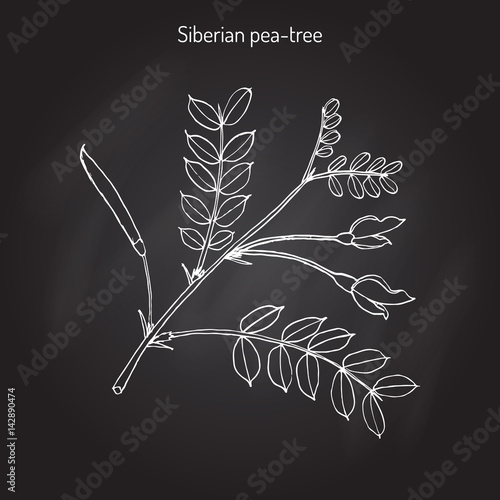 Siberian peashrub caragana arborescens  photo